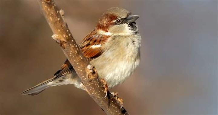 Is there a red breasted sparrow?