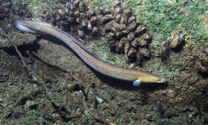 Is there freshwater eels?