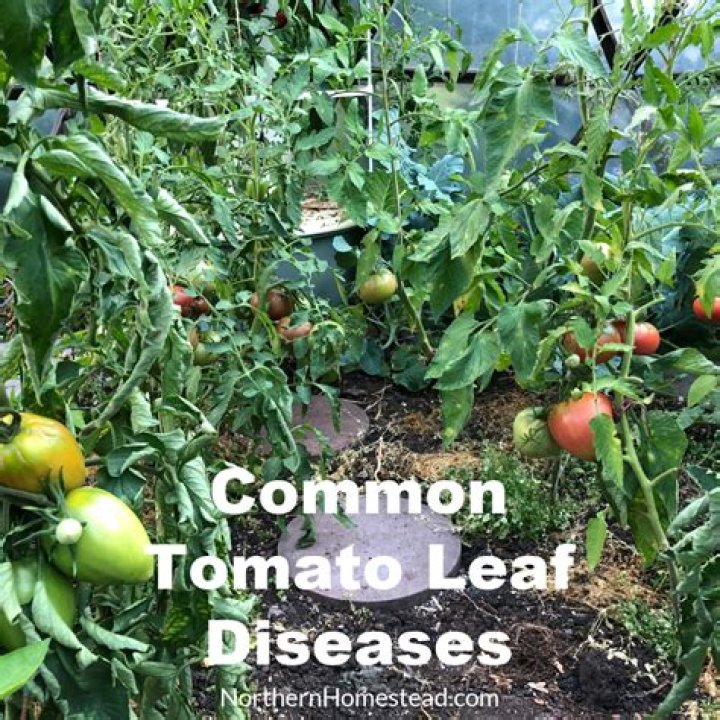 Is tomato leaf edible?