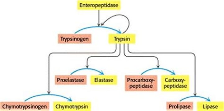 Is trypsin an exopeptidase?