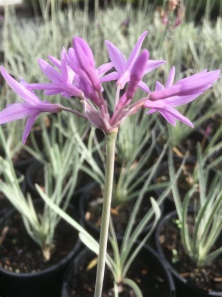 Is tulbaghia violacea edible?