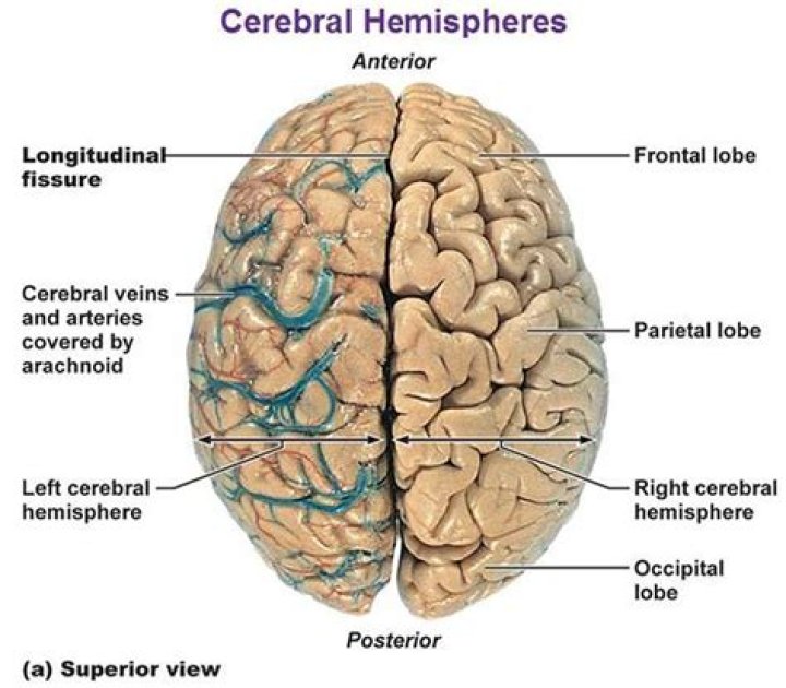 On the cerebral hemisphere?