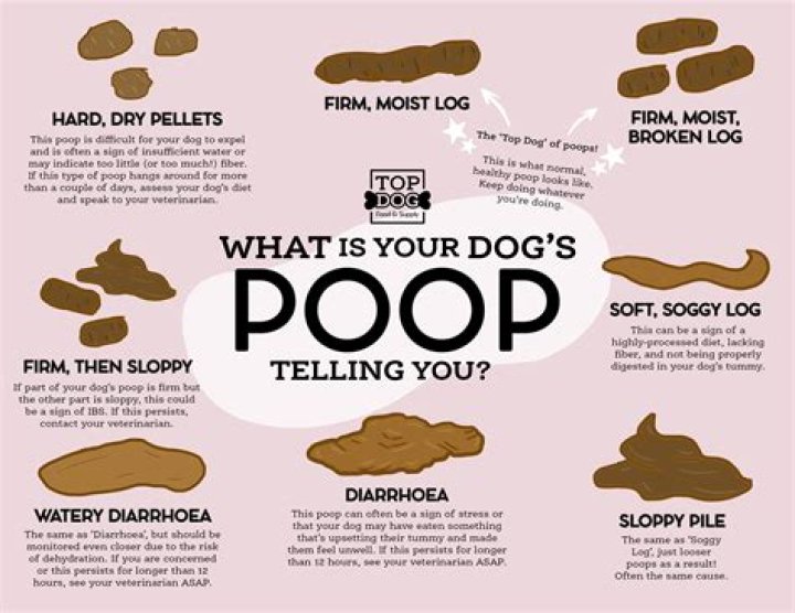 Should a dog poop everyday?