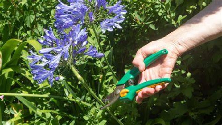 Should agapanthus be deadheaded?