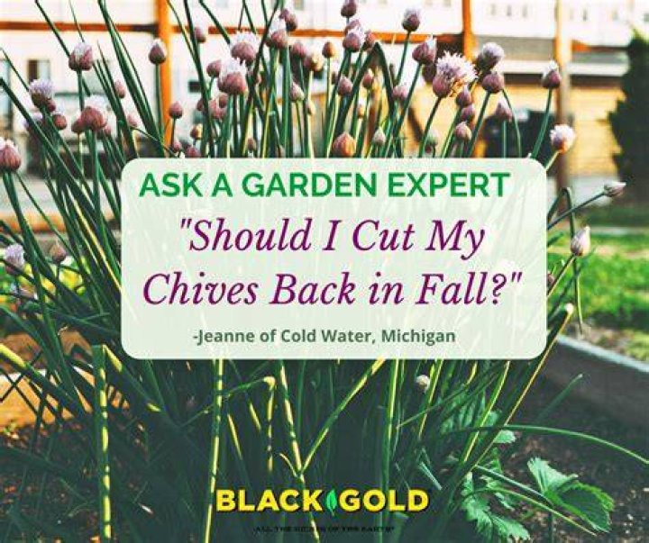 Should chives be cut down?