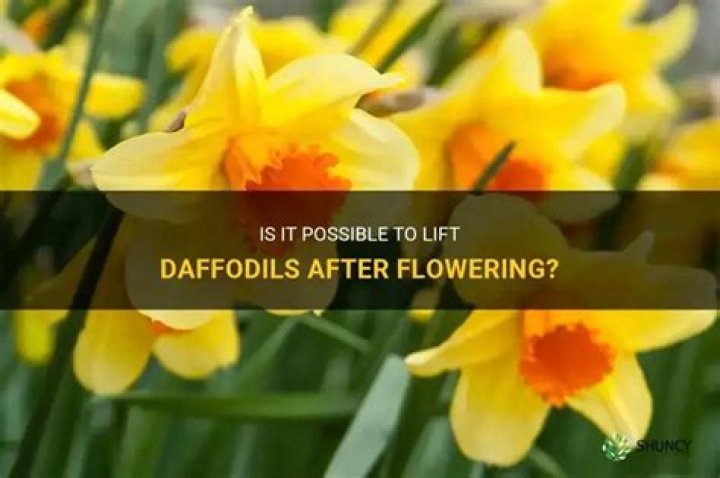 Should daffodils be lifted?