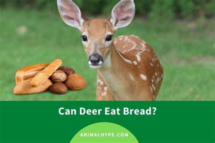 Should deer eat bread?