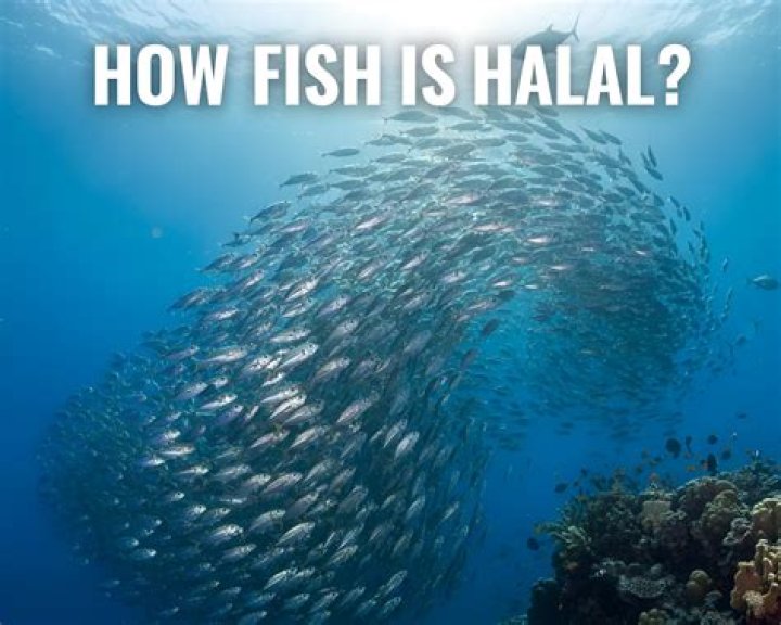 Should fish be halal?