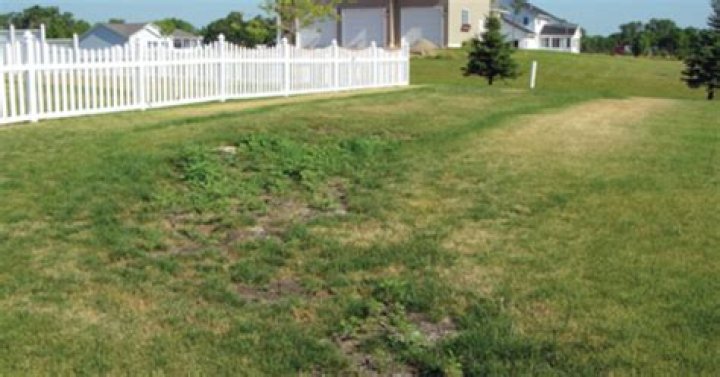 Should grass be greener over drain field?