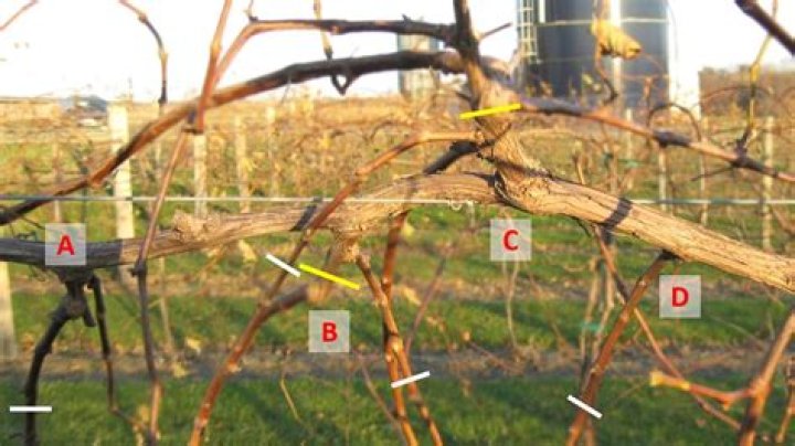 Should i cut back grapevines?