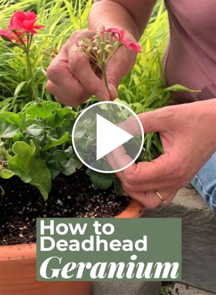 Should i deadhead montbretia?
