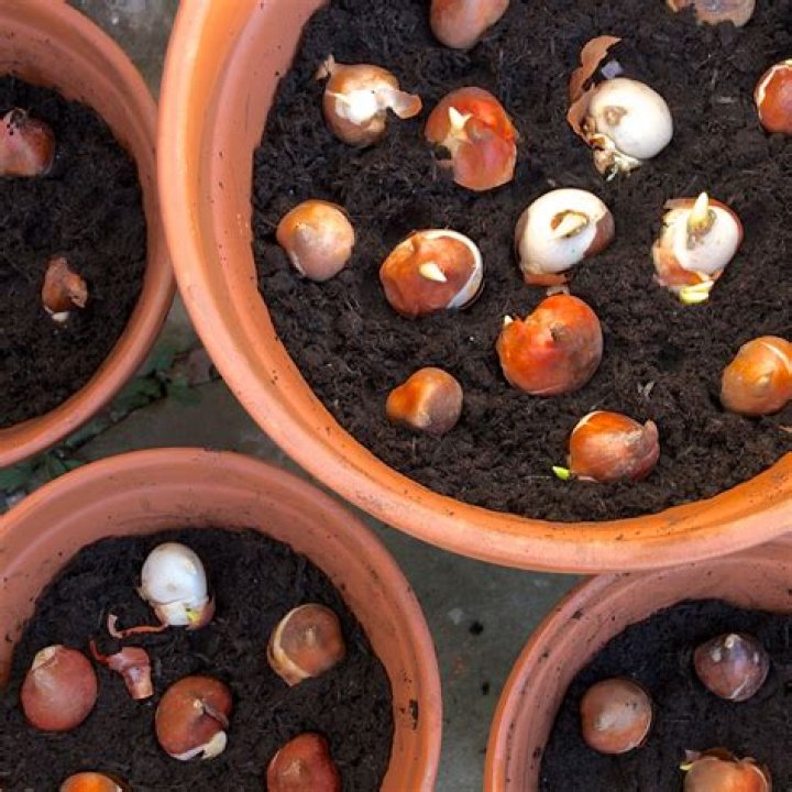 Should i soak gladiolus bulbs?
