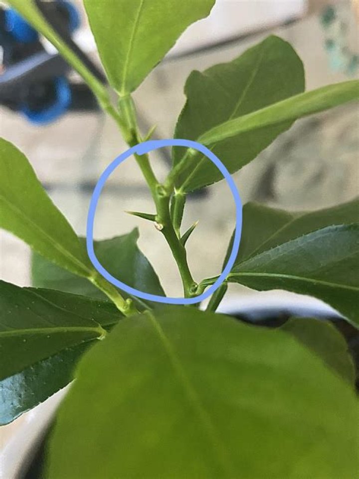 Should meyer lemon trees have thorns?