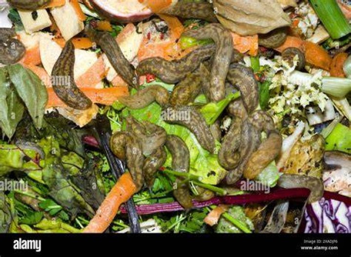 Should there be slugs in compost bin?
