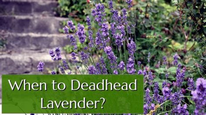 Should you deadhead lavender?