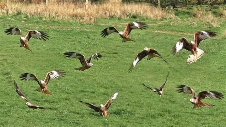 Should you feed red kites?