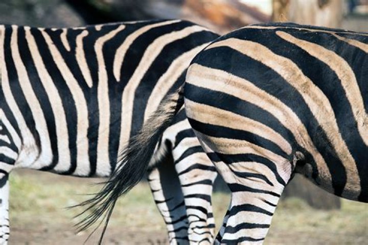 Should zebras have stripes?