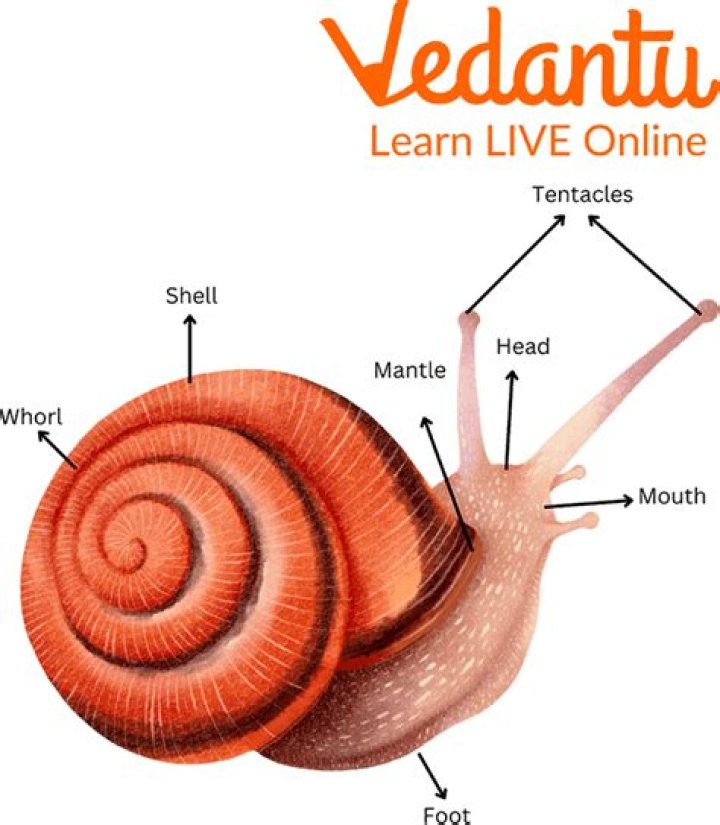 Was a snail a vertebrate?
