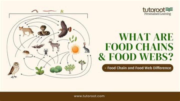 Was is food web?