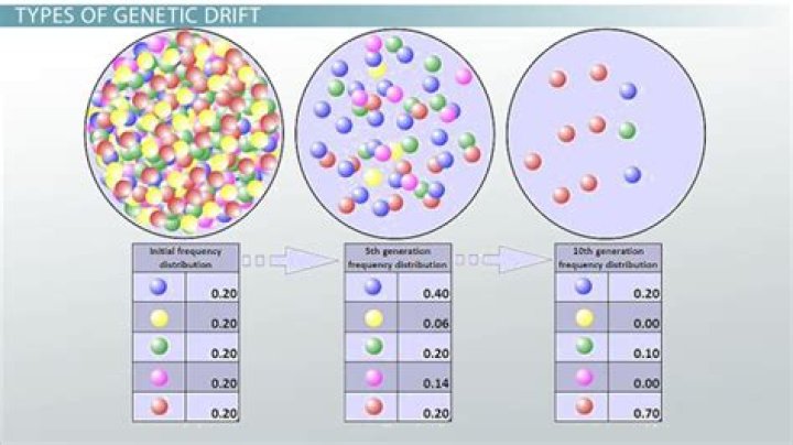 Was is genetic drift?
