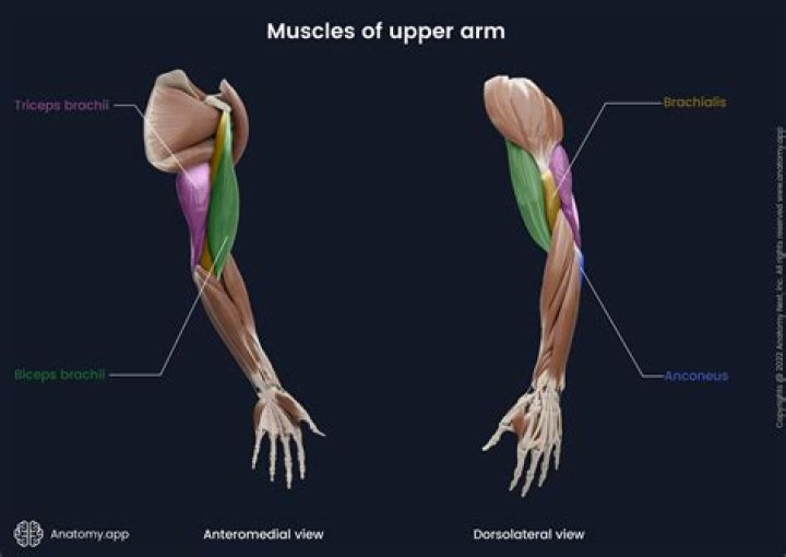 Was ist biceps brachii?