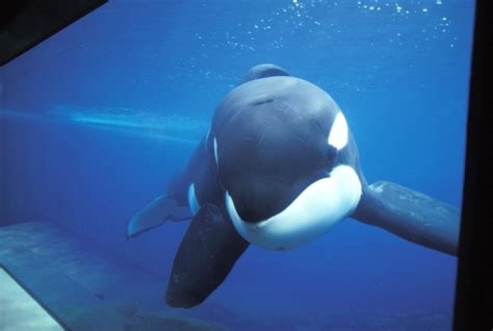 Was keiko born in captivity?