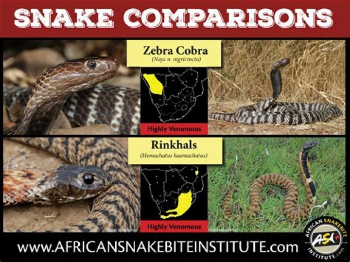 Was zebra cobra found?