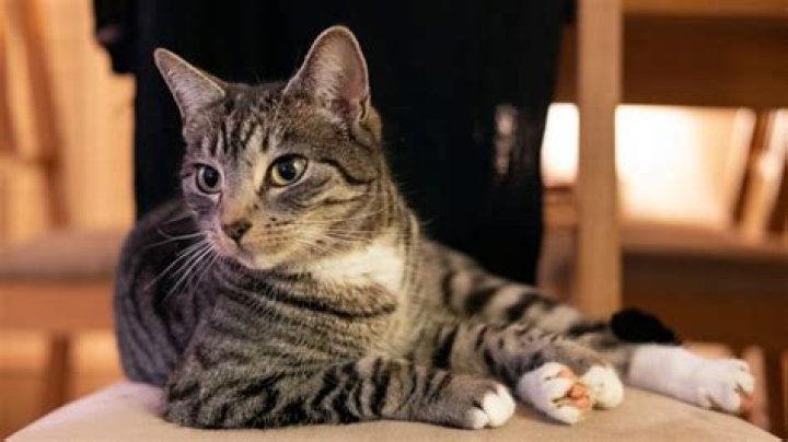 Were do tabby cats live?