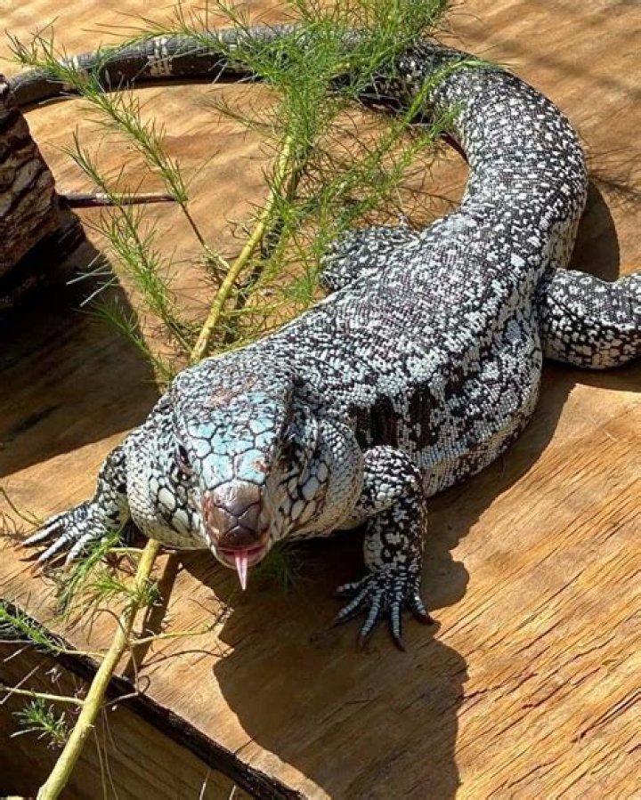 Were do tegus live?