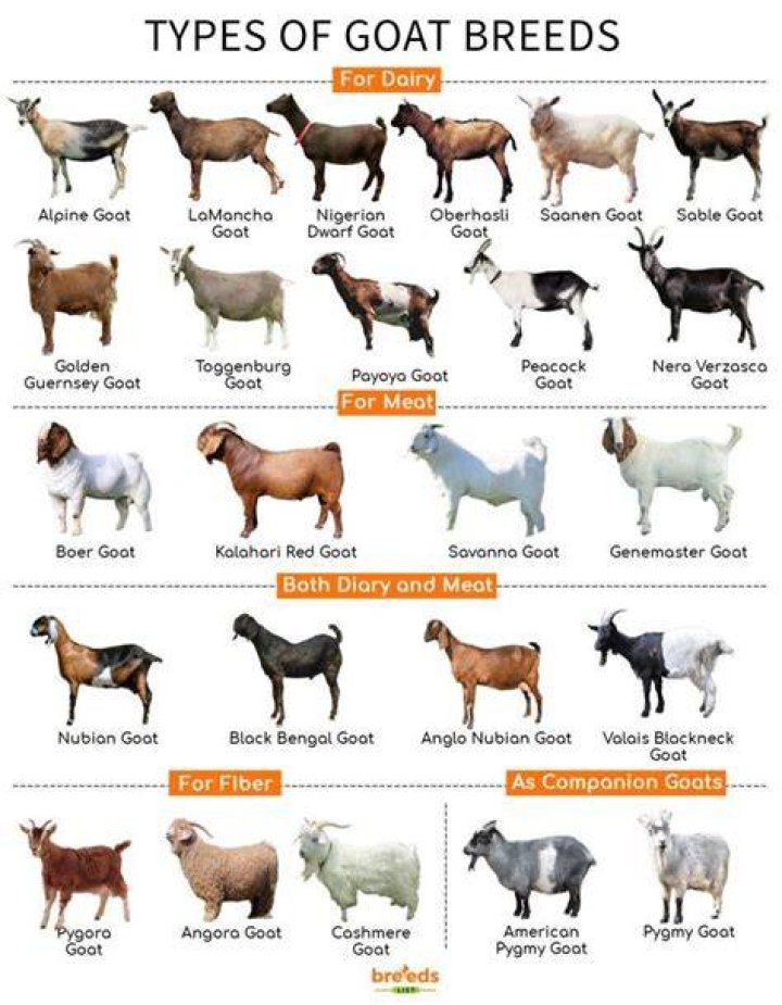 What are goat toggles?