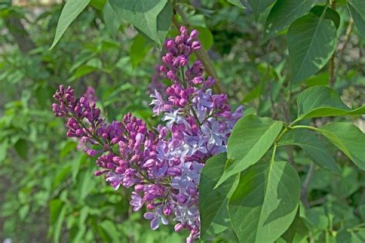 What are lilac panicles?