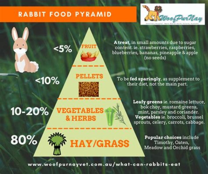 What can rabbits eat?
