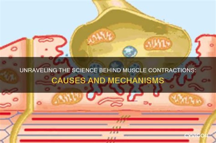 What causes muscle bound?