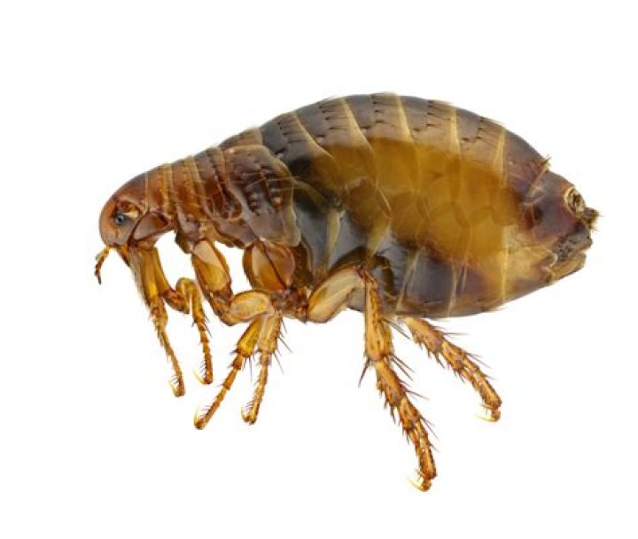 What color are fleas?