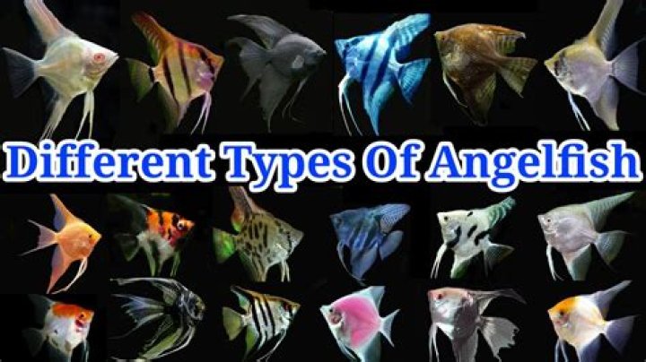 What colors do angelfish come in?