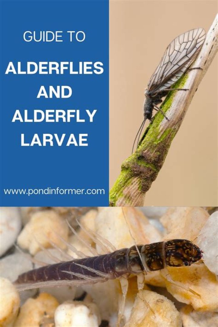 What do alderfly larvae eat?