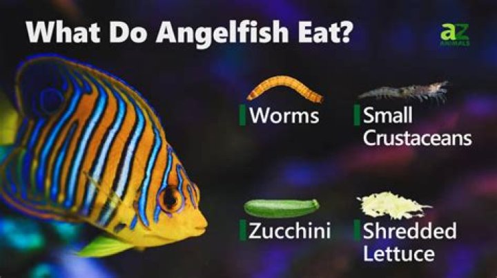 What do bicolor angelfish eat?