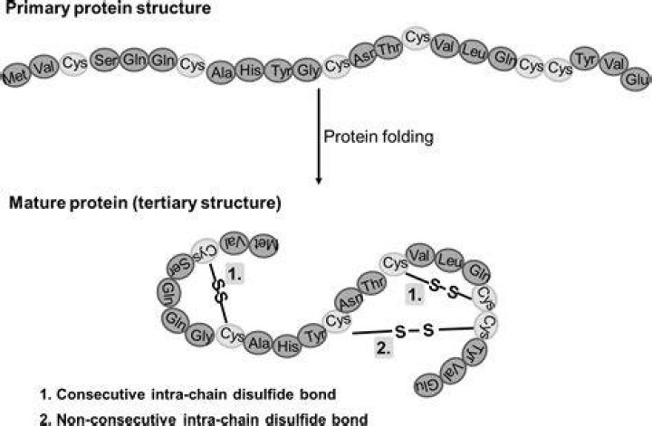 What do disulfide bonds do?