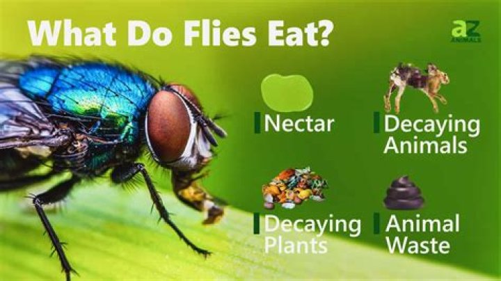 What do flies eat?