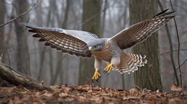 What do hen harriers eat?