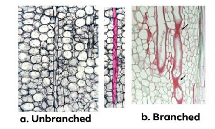 What do laticiferous tissue secrete?