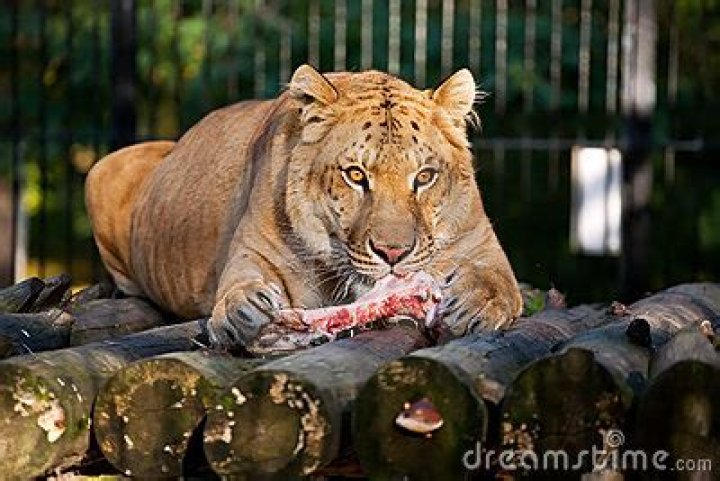 What do ligers eat?