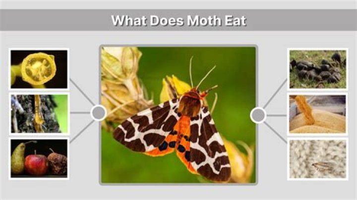 What do pyralid moth eat?