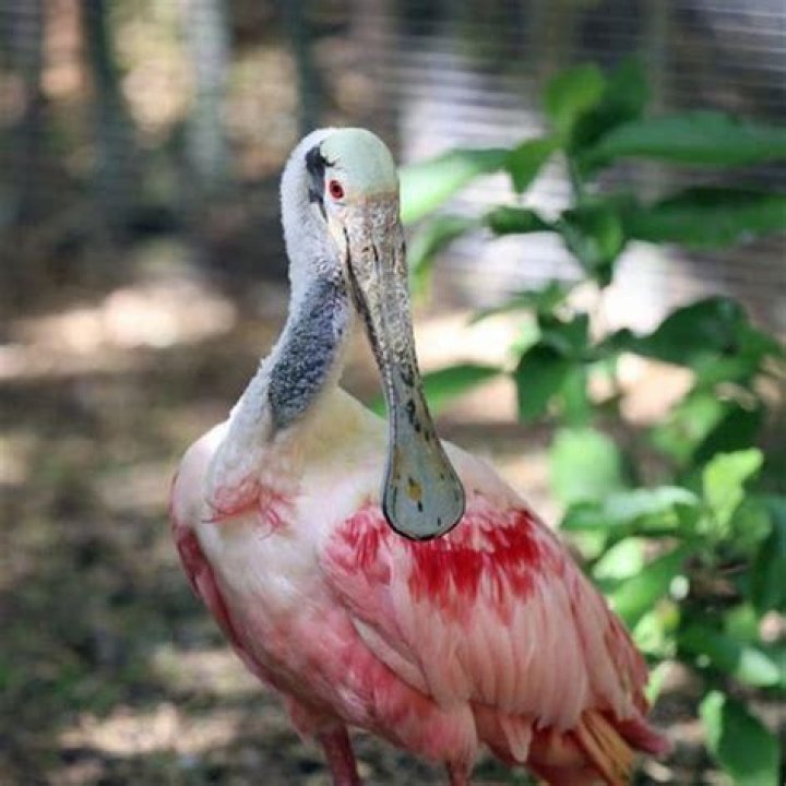 What do royal spoonbills eat?