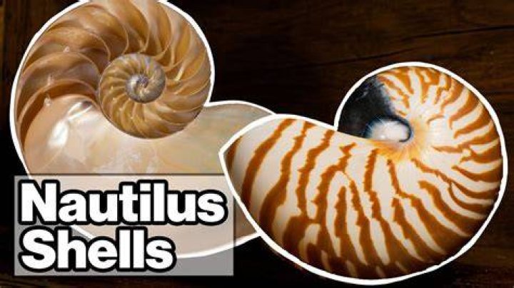 What does a nautilus shell do?