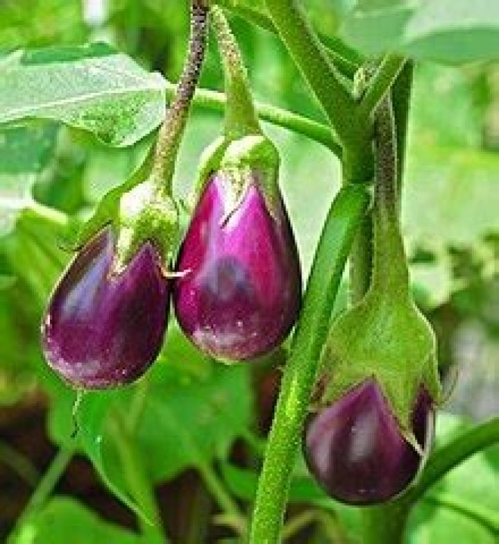 What does aubergine mean?