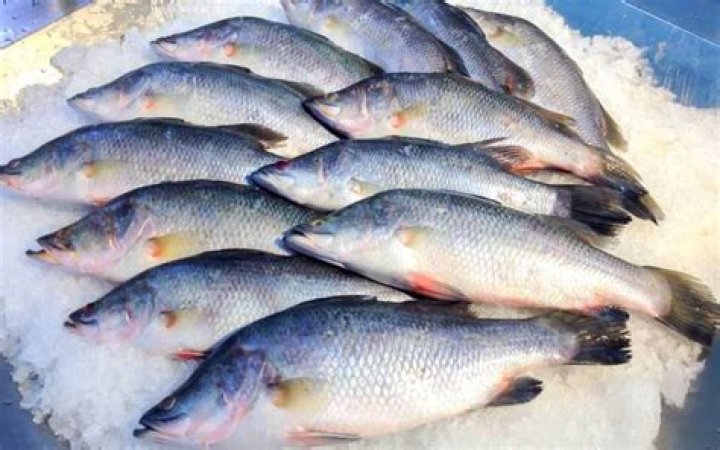 What does barramundi fish taste like?