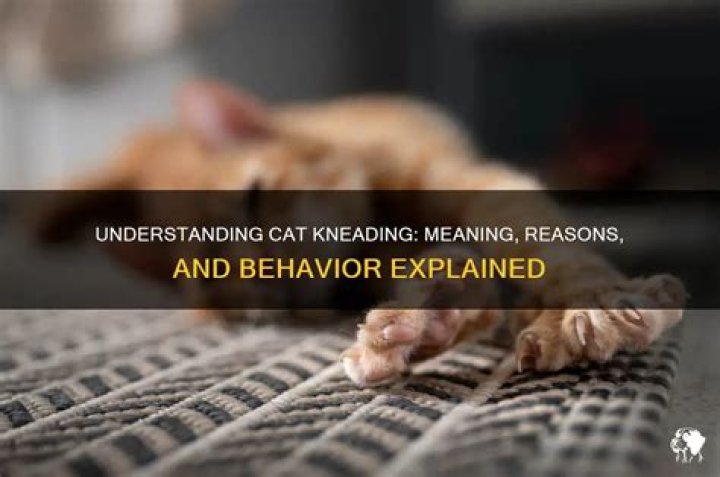 What does cat kneading mean?