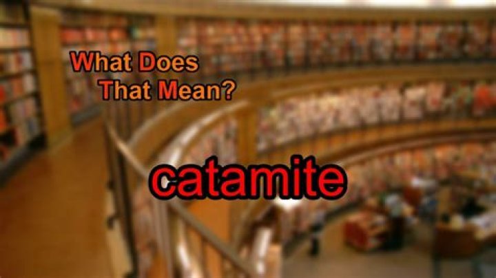 What does catamite mean?