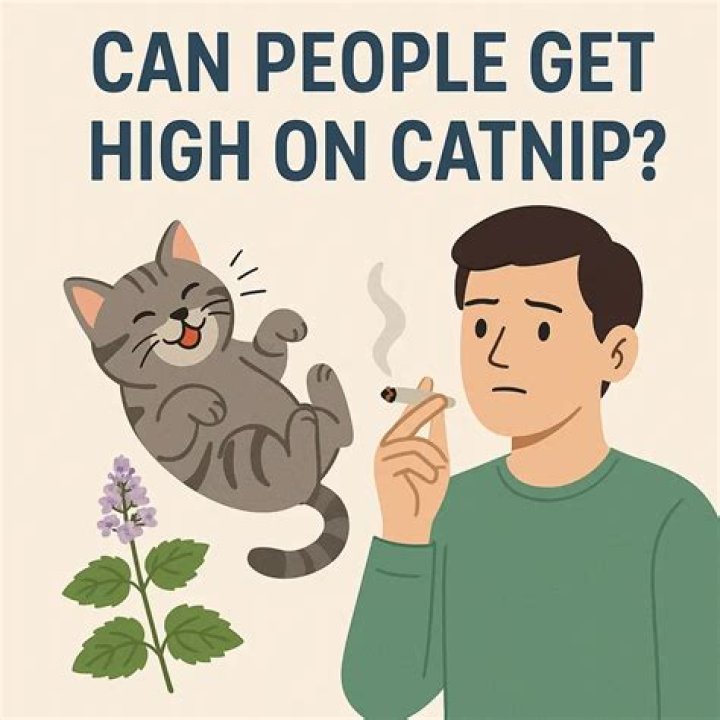 What does catnip mean slang?
